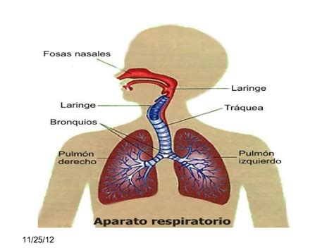 órgão do sistema respiratório formado de anéis cartilaginosos